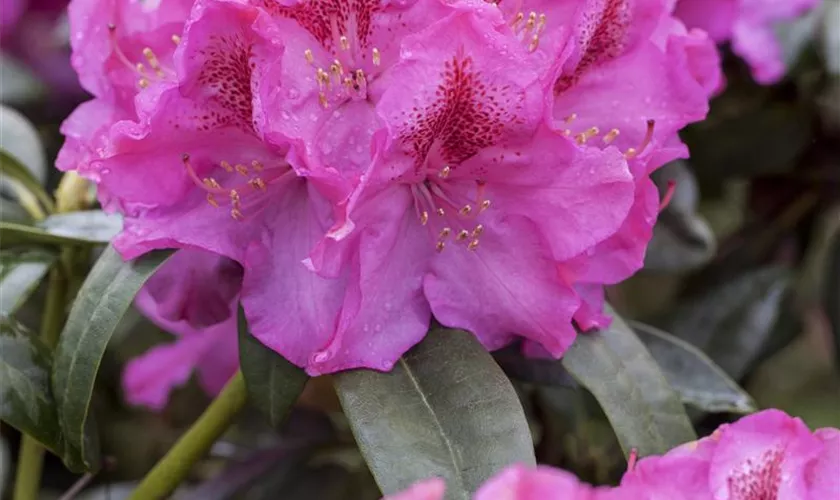 Rhododendron-Hybride 'Constanze'