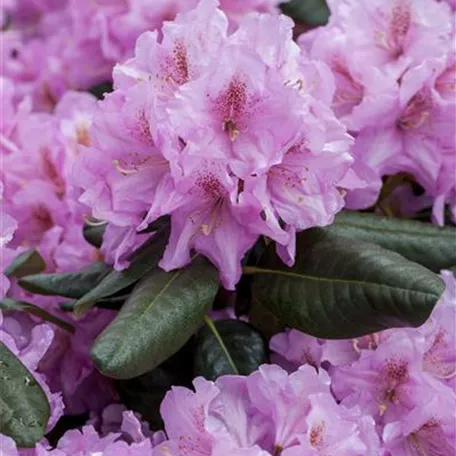 Rhododendron 'Lavendeltraum'