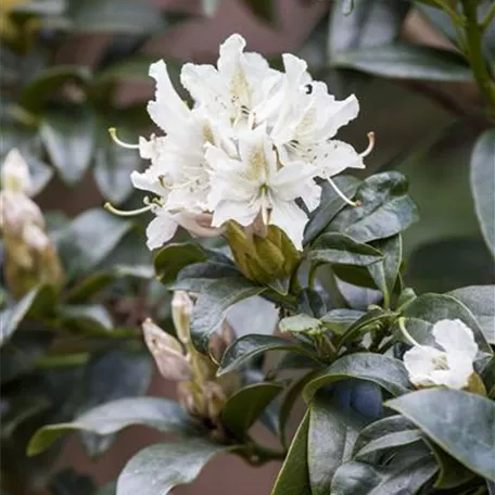 Rhododendron 'Cunningham´s Snow White'