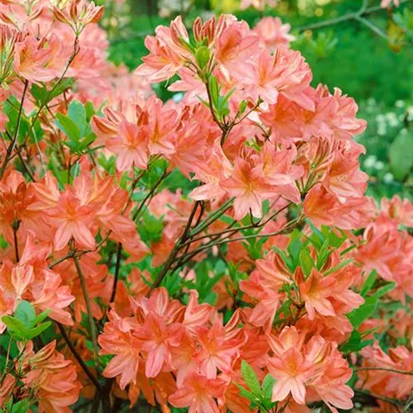 Rhododendron mollis x sinensis 'Winston Churchill'