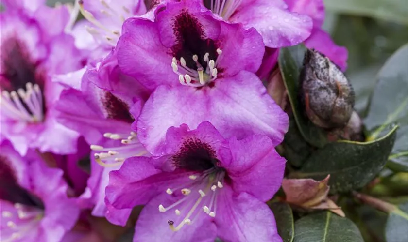 Rhododendron 'Libretto'