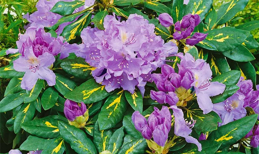 Rhododendron-Hybride 'Molten Gold'