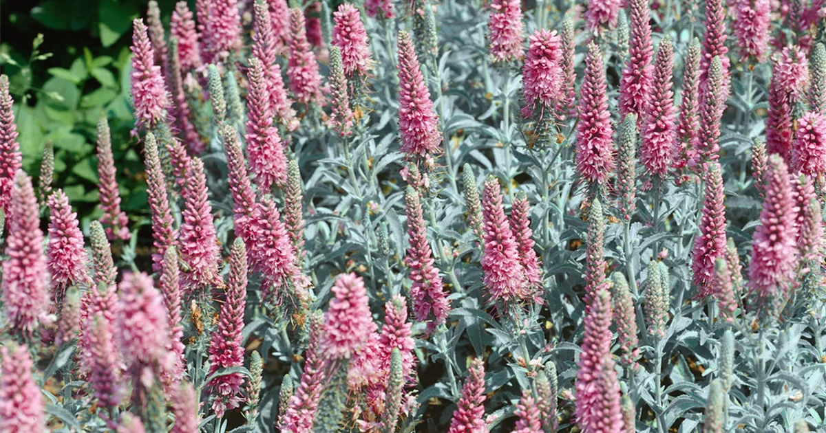 Scheinähriger GartenEhrenpreis 'Erika' Pflanze, Pflege & Tipps Floragard