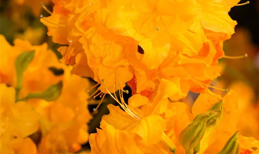 Rhododendron luteum Annabella sommergrüne Azalee Annabella 