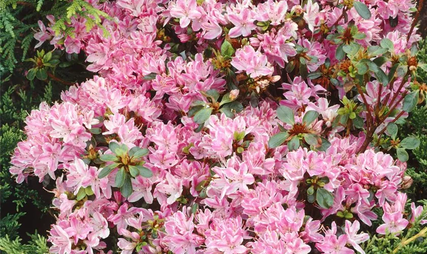 Rhododendron obtusum 'Blanice'