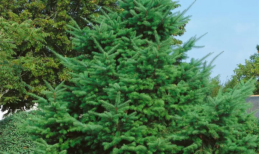 10 Douglasien (Pseudotsuga Menziesii) – Wurzelwar Produktbild-Vorschau 7