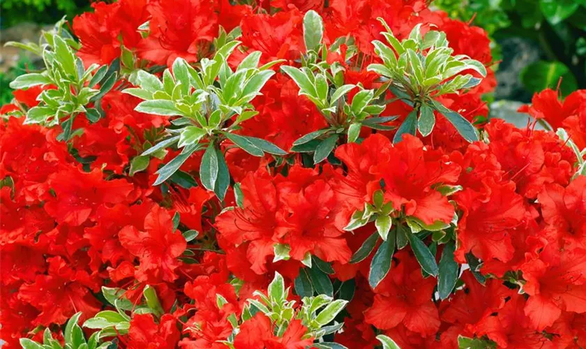 Rhododendron obtusum 'Addy Wery'
