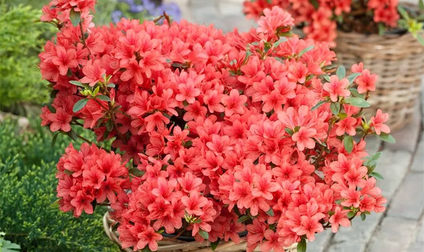 Rhododendron obtusum 'Aladdin'