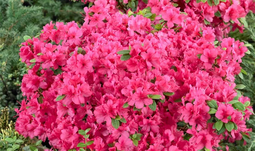 Rhododendron obtusum 'Änne'