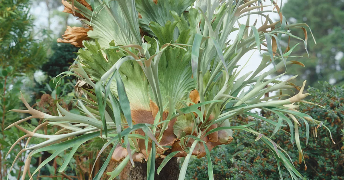 Geweihfarn Pflanze, Pflege & Tipps Floragard