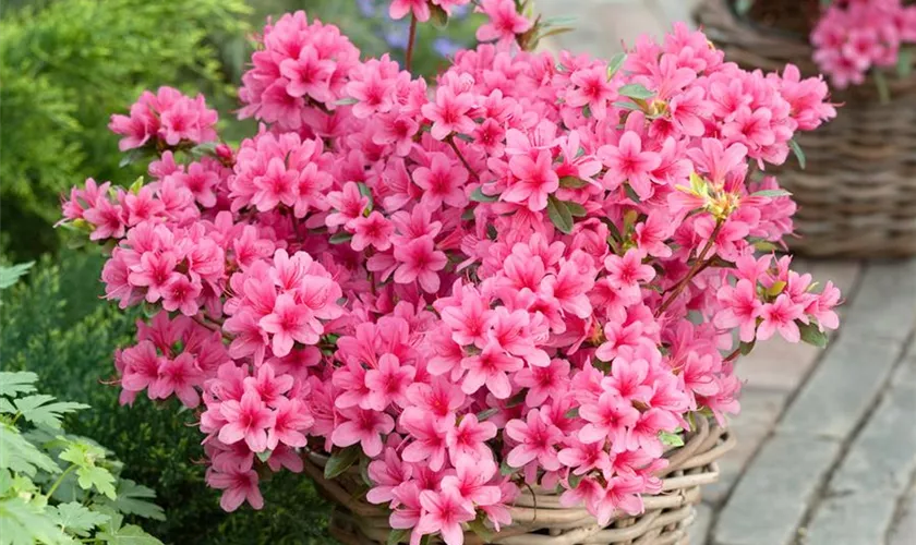 Rhododendron obtusum 'Baggio'