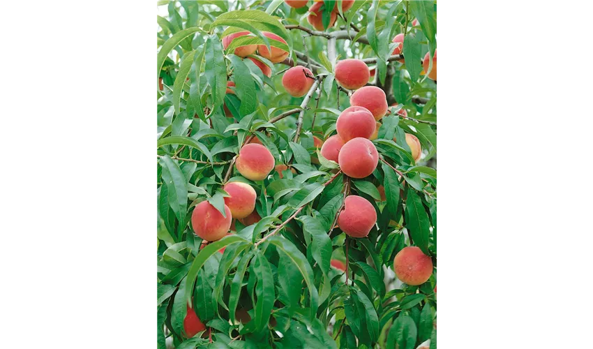Prunus persica var. persica \'Bonanza\' Pflanze, Pflege & Tipps ▷ Floragard | Obstbäume & Gemüsepflanzen