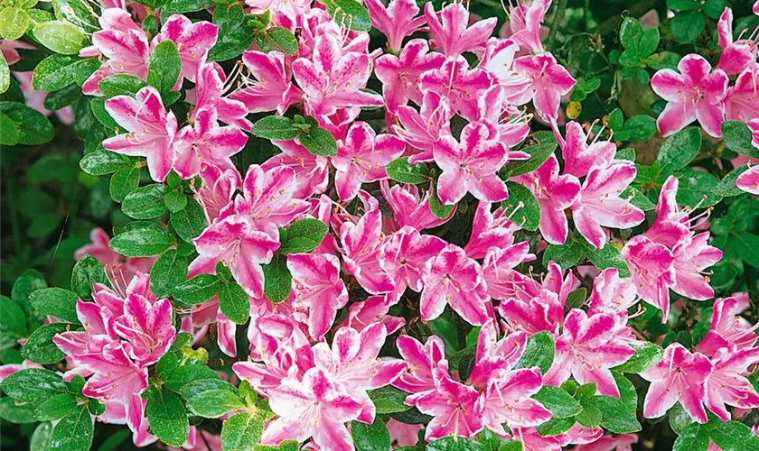 Rhododendron obtusum 'Ben Morrison'