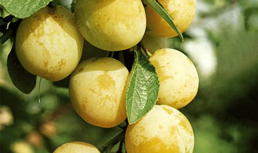 Prunus domestica 'Rheingold'