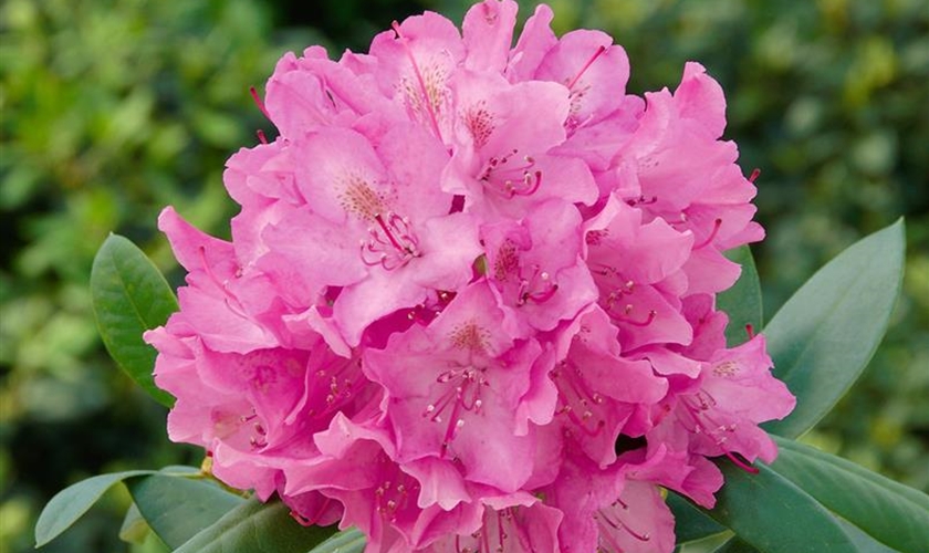 Rhododendron 'English Roseum' - Floragard Pflanzeninfothek