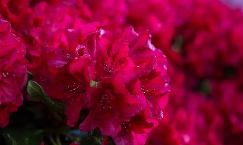 Rhododendron 'Eva Luise Köhler'