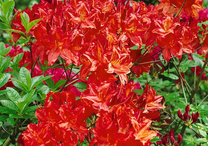 Japanische Azalee ‘Cherry Drops’ - Floragard Pflanzeninfothek