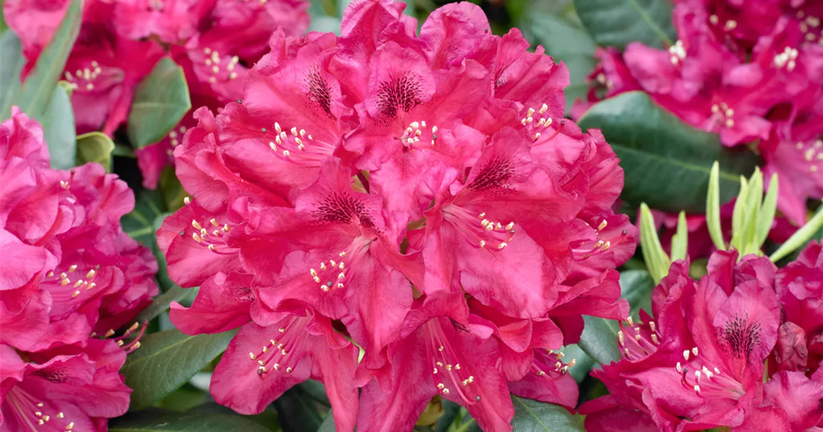 RhododendronHybride 'Abba' Pflanze, Pflege & Tipps Floragard