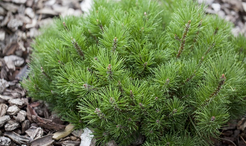 KrummholzKiefer Floragard Pflanzeninfothek