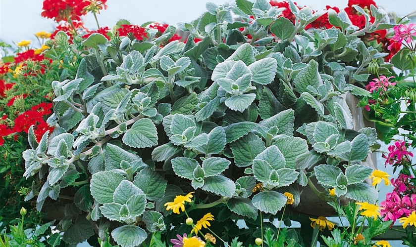 Mottenkönig 'Nico' Floragard Pflanzeninfothek
