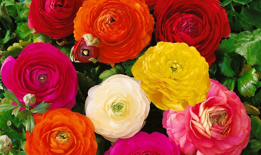 Ranunkel Floragard Pflanzeninfothek