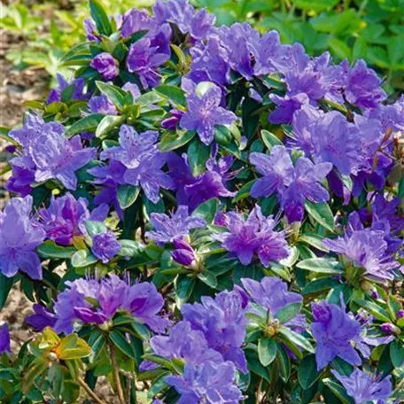 Augustines Rhododendron 'Aquamarin'®