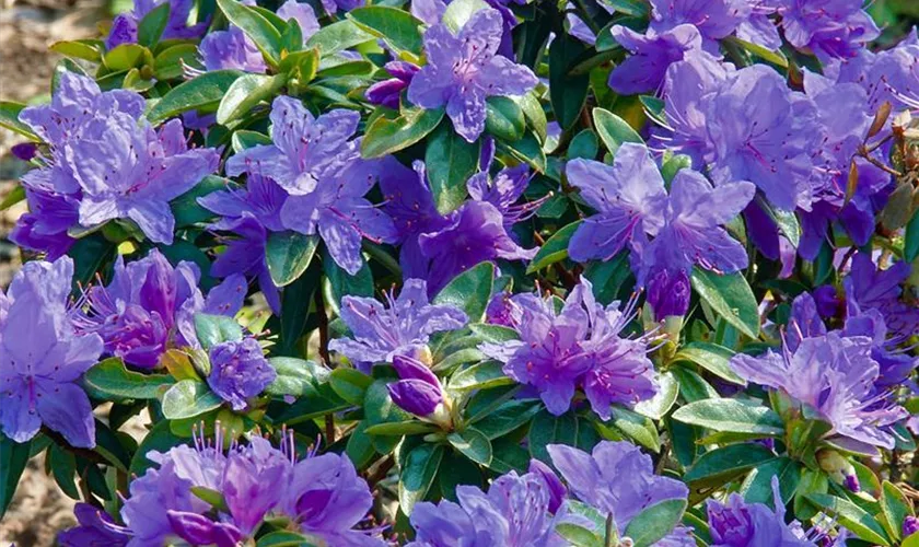 Rhododendron augustinii 'Aquamarin'®