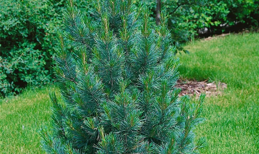 Pinus peuce 'Glauca Compacta'