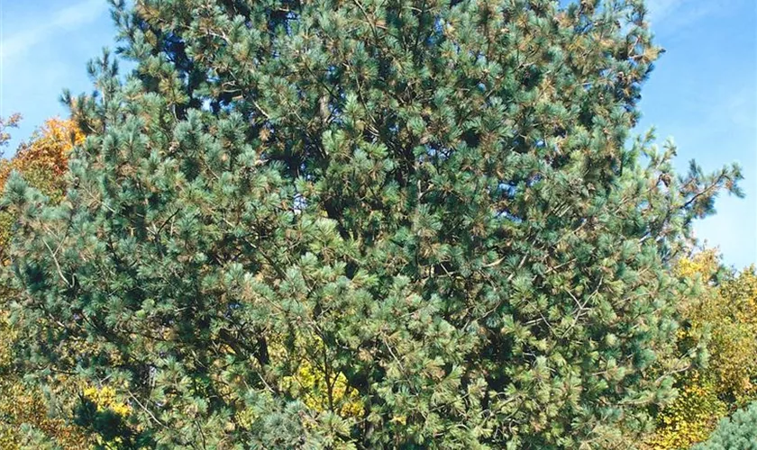 Pinus peuce 'Select'