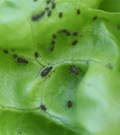 Blattlause An Salat Floragard Gartenwelt