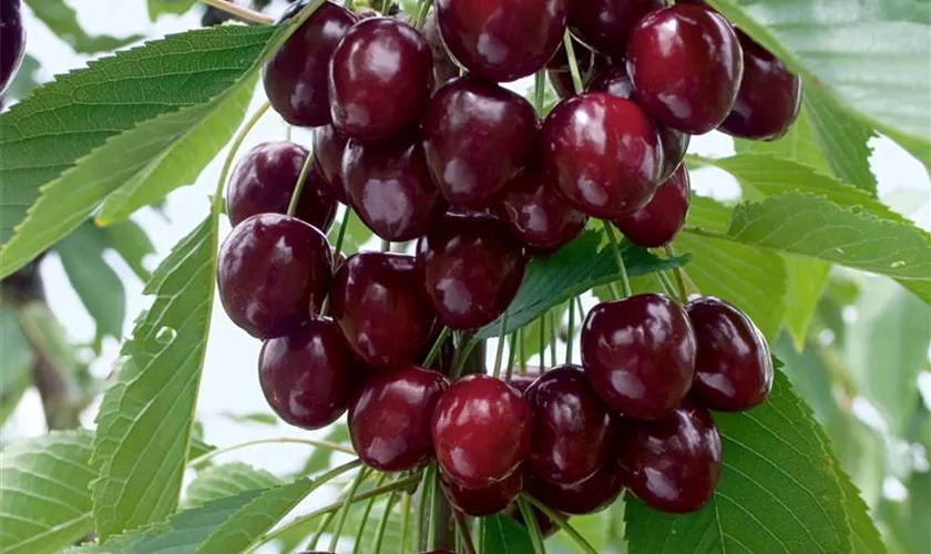 Prunus avium 'Oktavia', Spalier Pflanze, Pflege & Tipps Floragard