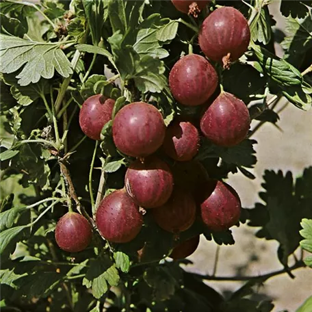 Ribes uva-crispa 'Relina'(s)