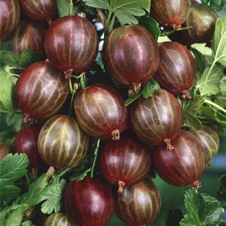 Ribes uva-crispa 'Achilles'
