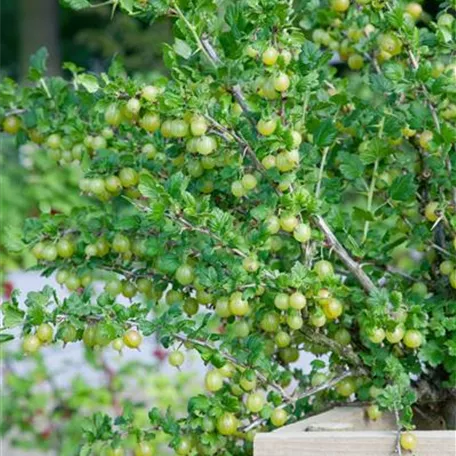 Ribes uva-crispa 'Karlin'