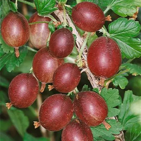 Ribes uva-crispa 'Princettia'