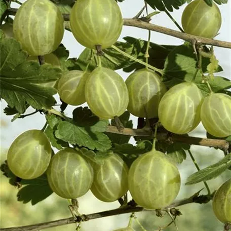 Ribes uva-crispa 'Reflamba'