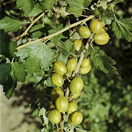 Ribes uva-crispa 'Dornenloses Glück'