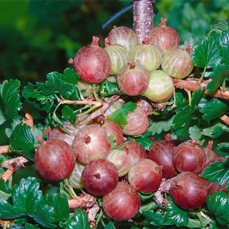 Ribes uva-crispa 'Rexrot'®