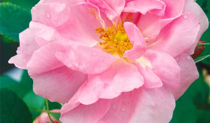 ▷ Pflege Floragard Tipps Portland-Rose \'Trigintipetala\' Pflanze, &