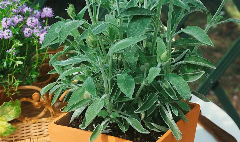 Salvia officinalis 'Curling Waves' Pflanze, Pflege & Tipps Floragard