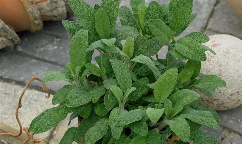 Salvia officinalis 'Nonflower'
