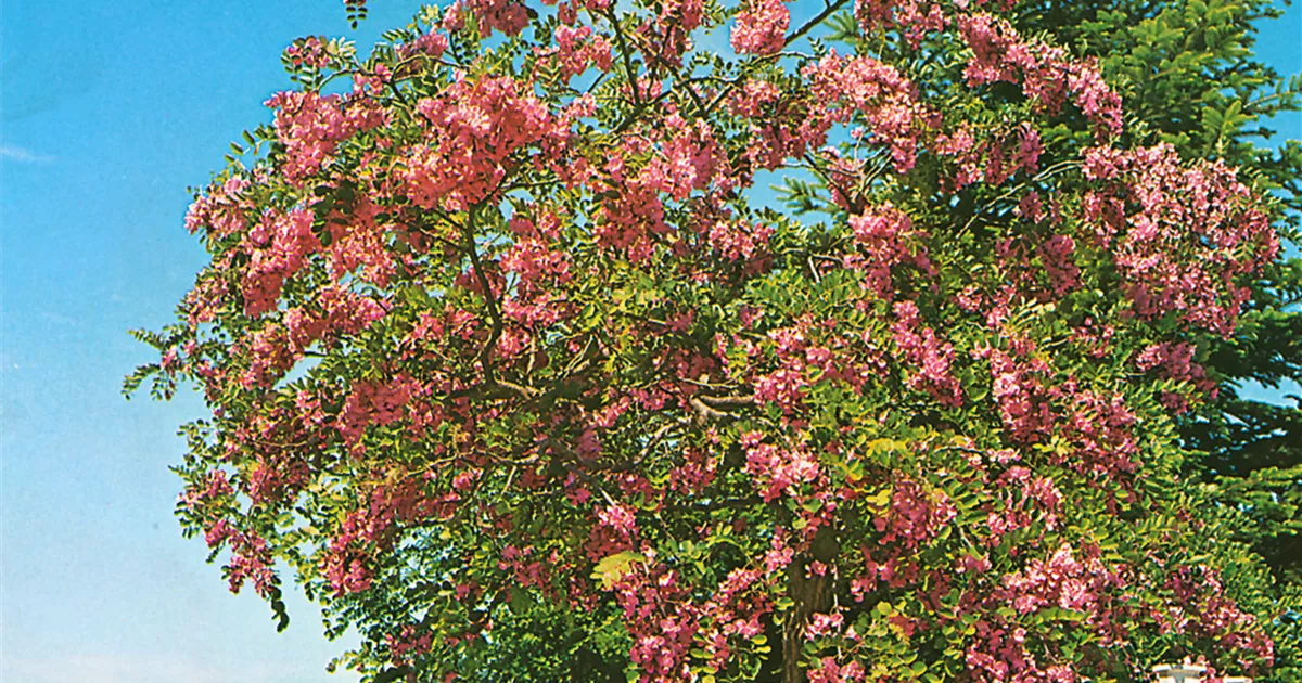 Borstenakazie 'Rosea' Pflanze, Pflege & Tipps Floragard