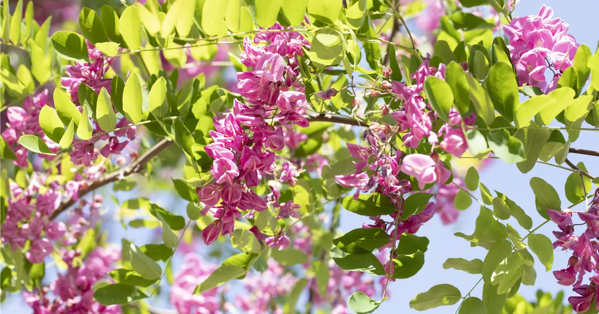 Borstenakazie 'Macrophylla' Pflanze, Pflege & Tipps Floragard