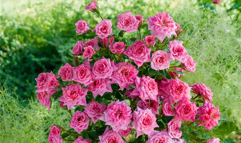 Beetrose 'Limes' Pflanze, Pflege & Tipps Floragard