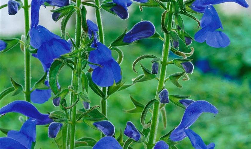 Mexikanischer Salbei Floragard Pflanzeninfothek