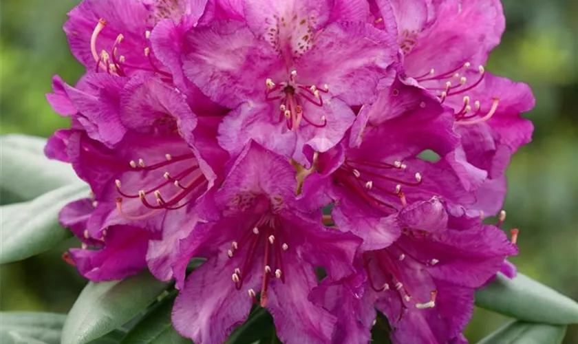 Rhododendron smirnowii 'Hellikki'