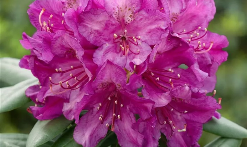Rhododendron 'Hellikki' Pflanze, Pflege & Tipps Floragard