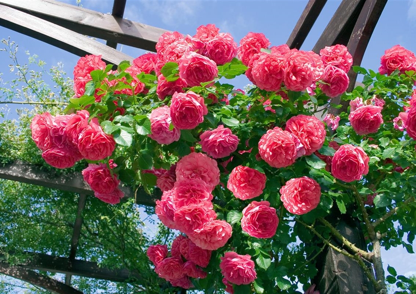 Kletterrose 'Pink Climber' Floragard Pflanzeninfothek