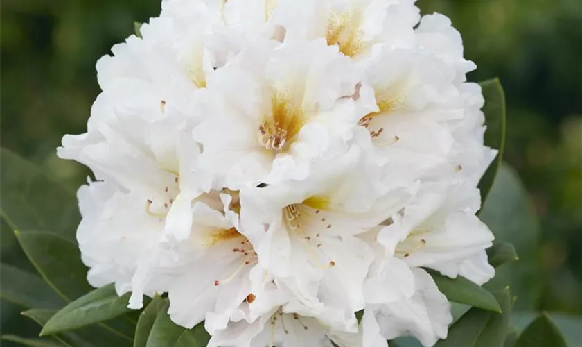 Rhododendron 'Snowkiss' Pflanze, Pflege & Tipps Floragard