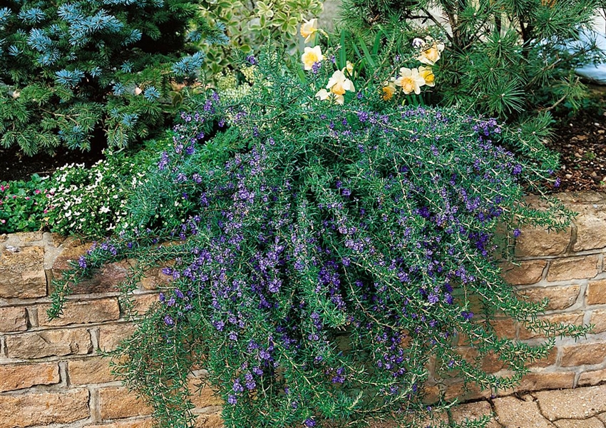 Kriechender Rosmarin 'Repens' Floragard Pflanzeninfothek